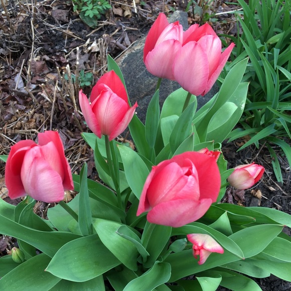 Meet your Posher, Debbie - Picture 1 of 1